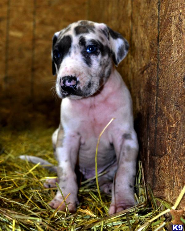 Great Dane Puppies